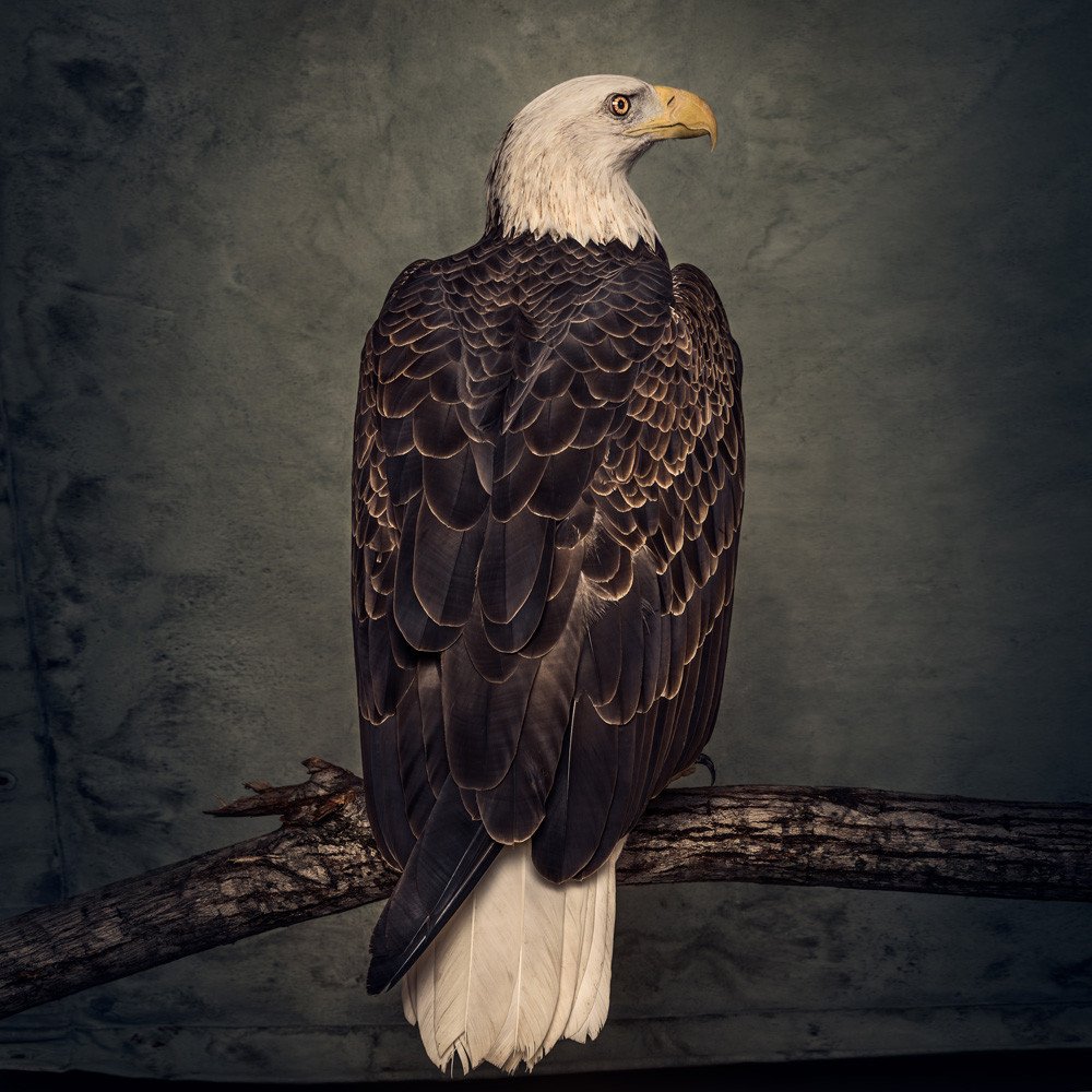 Clutch - Book Of Bad Decisions (Ltd Colored Vinyl) - 2 x LP