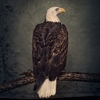 Clutch - Book Of Bad Decisions (Ltd Colored Vinyl) - 2 x LP