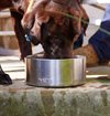 Yeti - Boomer 4 Dog Bowl - Navy